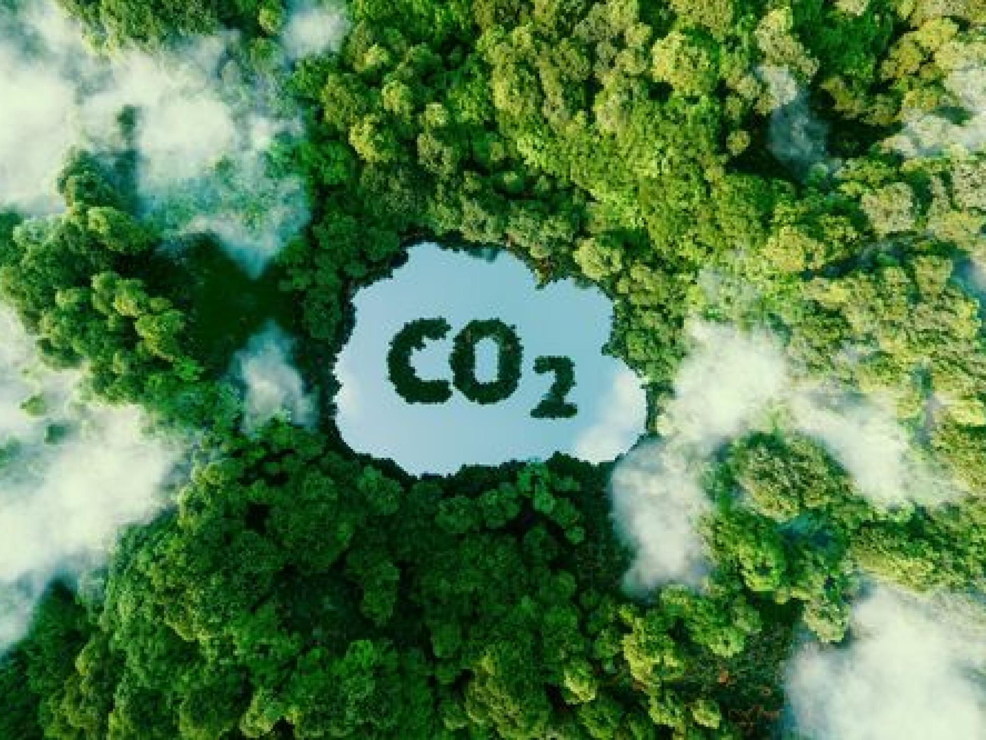 co2 cloud on top of a forestt